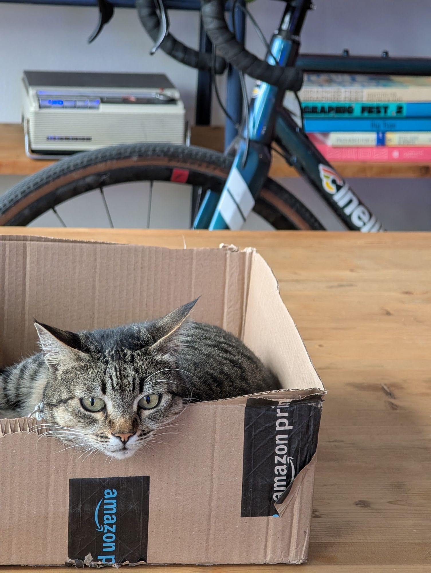 A tabby cat peering out of a cardboard box